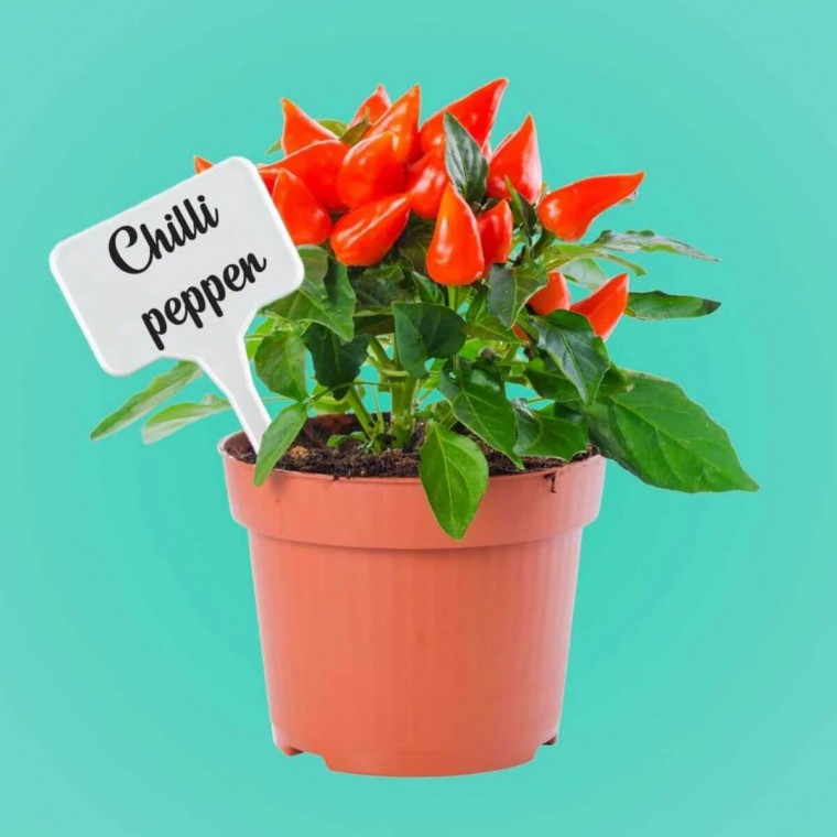 Plant Pot Tags