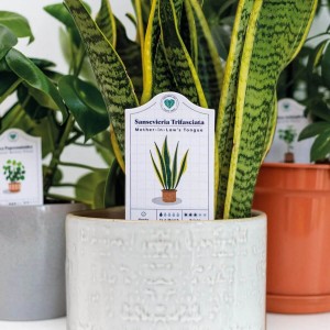 Plant Pot Tags